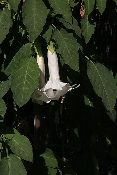 Fil:Datura.jpg