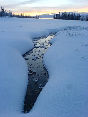 Vintereftermiddag i Henvålens naturreservat