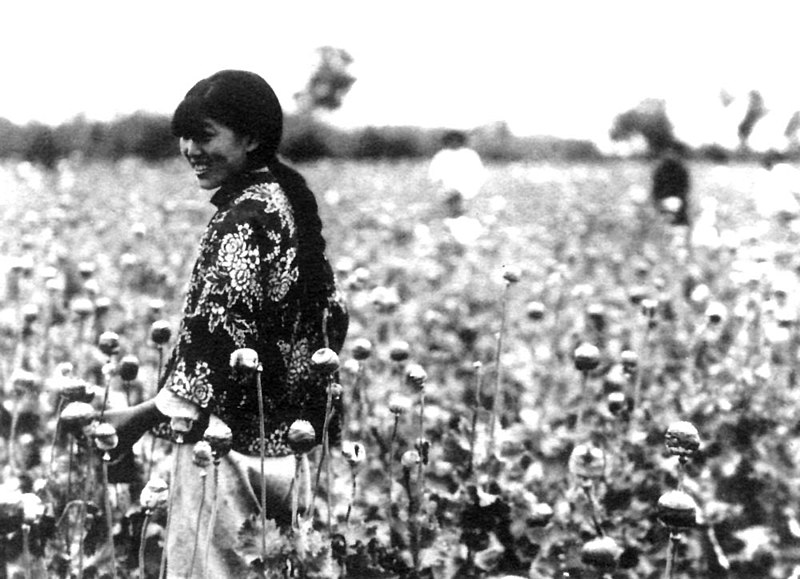 Fil:Manchukuo-poppy harvest.jpg