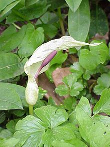 Arum cylindraceum7.jpg