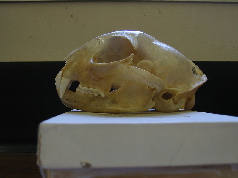 Fil:Bobcat skull Pengo.jpg