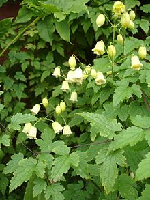 Clematis rehderiana2a.UME.jpg