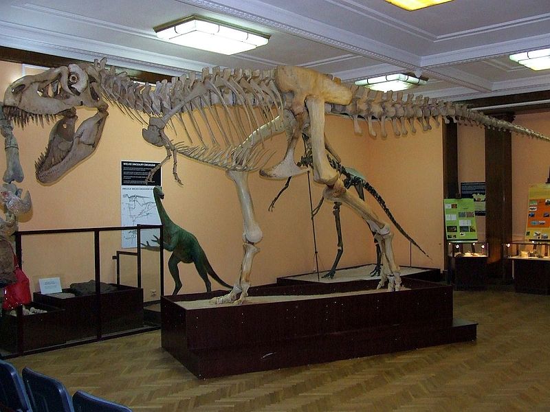 Fil:MEPAN tarbosaurus bataar.jpg