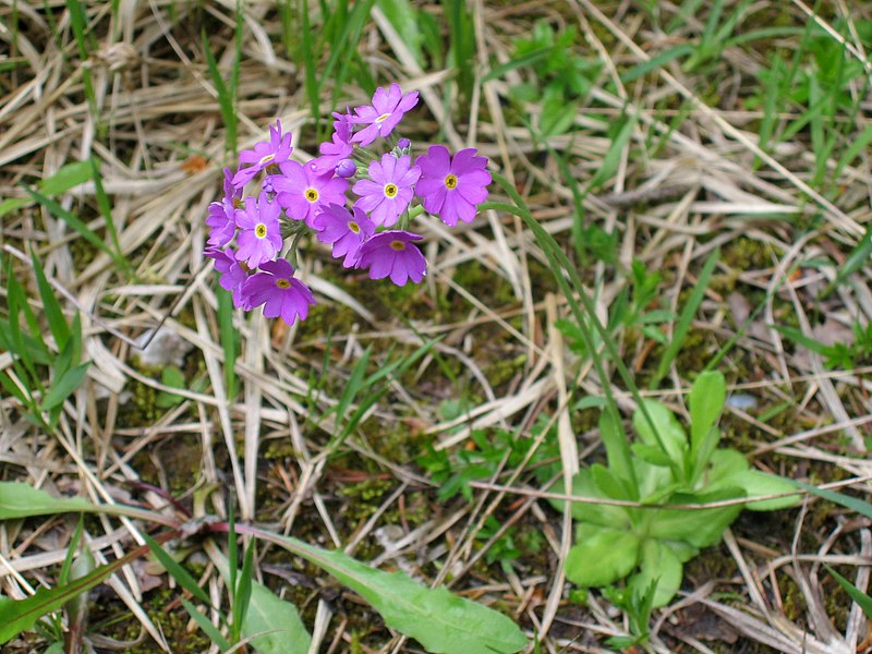Fil:Mehlprimel (Primula farinosa) 02.jpg