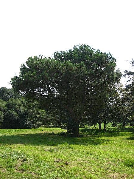 Fil:Pinus pinea.jpg