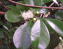 Psidium cattleyanum flowers2.JPG