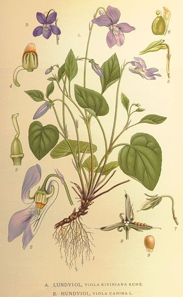 Fil:Viola riviniana and canina.jpg