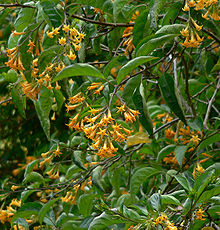 Gul juvelbuske (Cestrum aurantiacum)