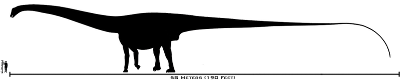 Fil:Human-amphicoelias size comparison.png