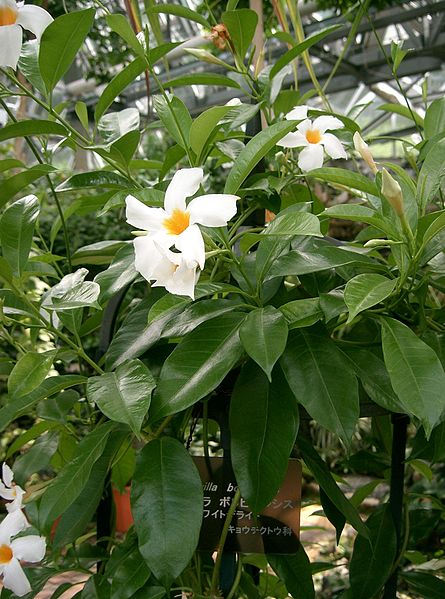 Fil:Mandevilla boliviensis3.jpg