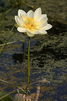 Nelumbo lutea1mandj98.jpg