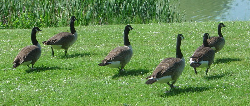 Fil:Branta canadensis DSC03372.JPG