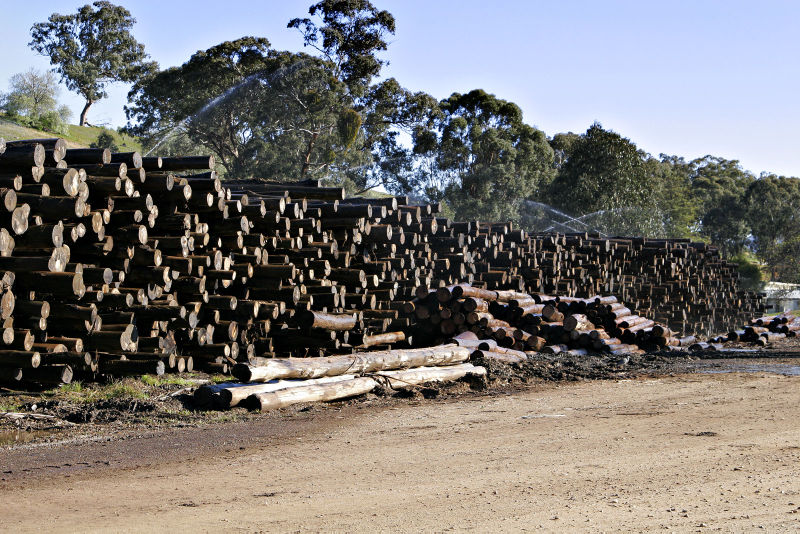 Fil:Logs at woodmill.jpg