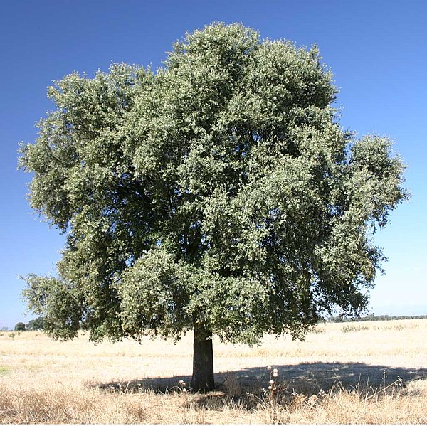 Fil:Quercus ilex rotundifolia.jpg