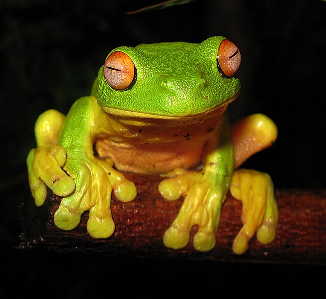Fil:Red-eyed Tree Frog - Litoria chloris edit1.jpg