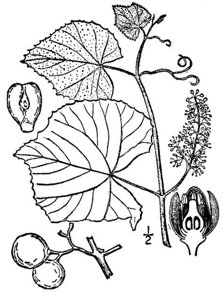 Fil:Vitisl-labrusca-8-Kentucky-Native-Plant-Society.png