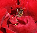 A bee and a rose.JPG