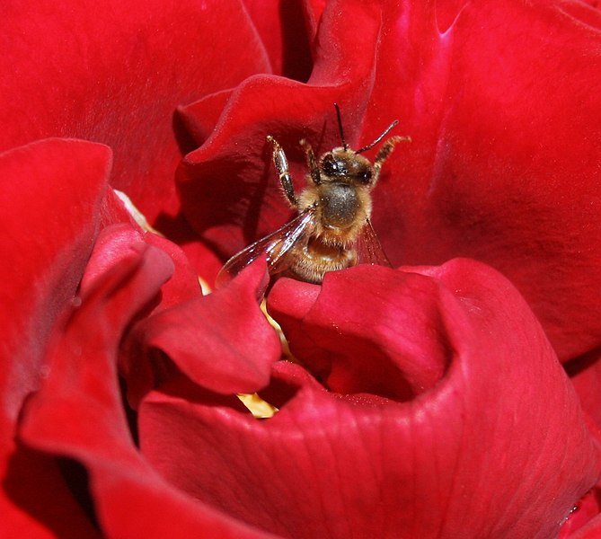 Fil:A bee and a rose.JPG