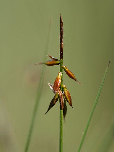 Fil:Carex pulicaris.jpeg