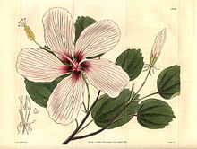 Hibiscus-liliiflorus-Curtis.jpg