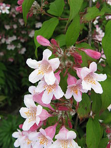 Paradisbuske (Kolkwitzia amabilis)