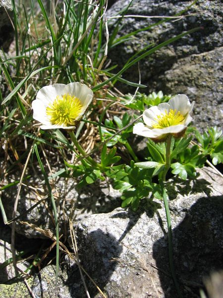 Fil:Ranunculus glacialis.jpg