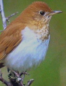 Veery23.jpg