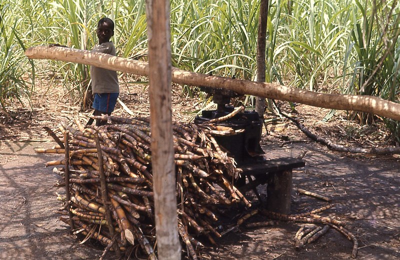 Fil:Young boy grinding sugar cane in Liberia.jpg