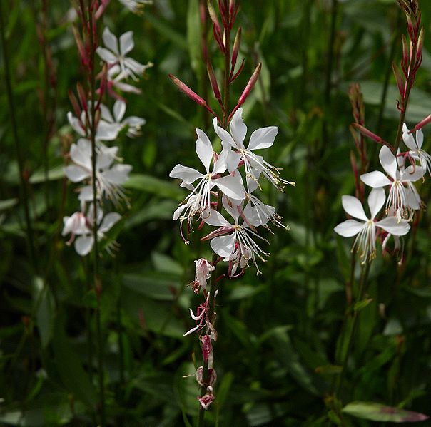 Fil:Gaura lindheimeri B.jpg