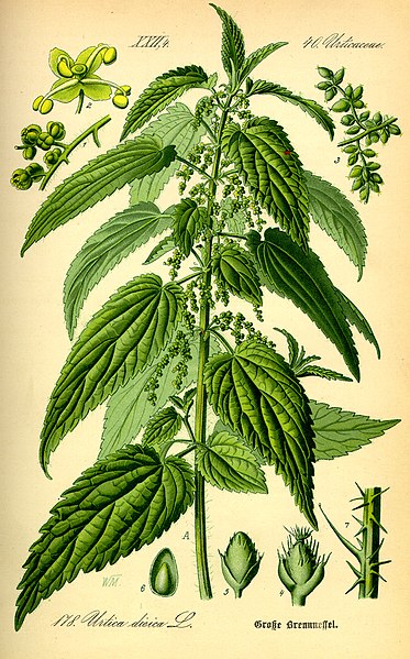 Fil:Illustration Urtica dioica0.jpg