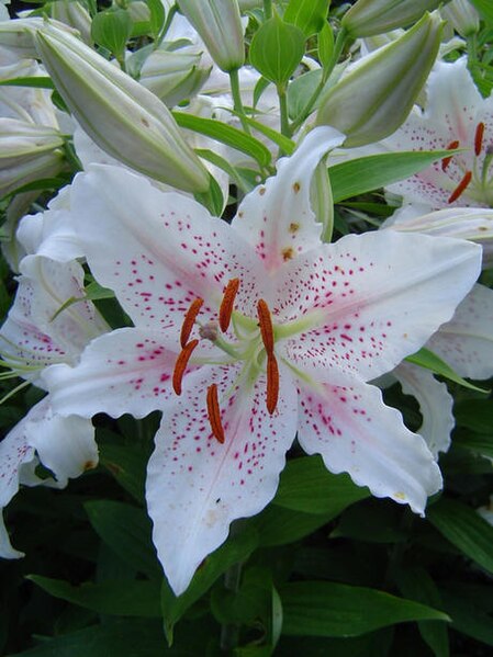 Fil:Lilium x Muscadet.jpg