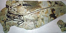 Microraptor gui, fossil.