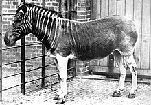 Kvagga på London Zoo 1870