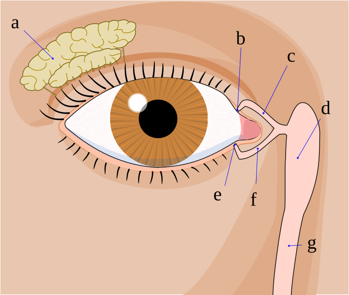 Fil:Tear system.svg