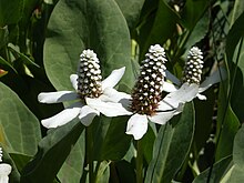 Yerba mansa.jpg