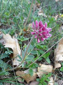 Alpgetväppling (A. montana)