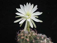 Echinopsis obrepanda1b.MW.jpg