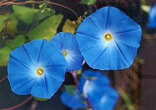 Blomman för dagen av sorten 'Heavenly Blue'