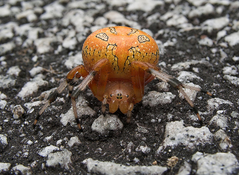 Fil:Marbled Orb Weaver.jpg