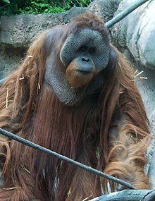 Orangutang från Borneo