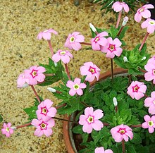 (Dionysia involucrata)