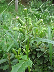 Brandstånds (E. hieraciifolius)