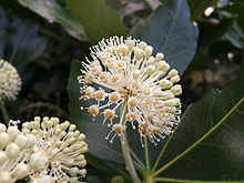 Aralia (Fatsia japonica)