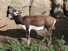 Antilope cervicapra är en art i underfamiljen