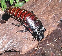 Kackerlacka (Gromphadorrhina portentosa) i närbild