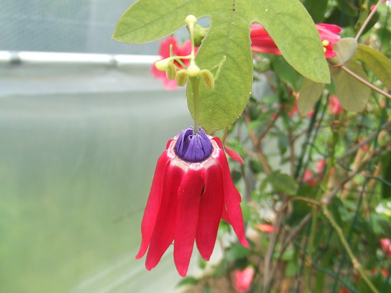 Fil:Passiflora edmundoi2.jpg