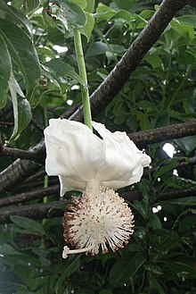 Blommande baobab.