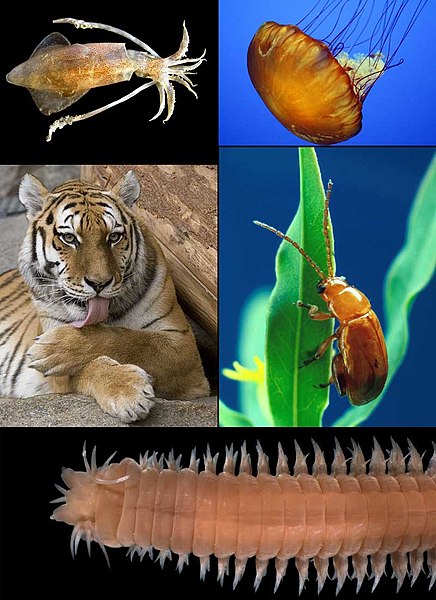 Fil:Animalia diversity.jpg