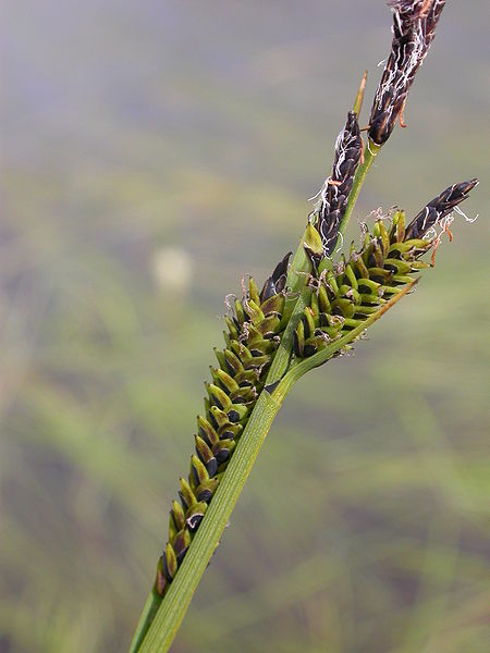 Fil:Carex nigra.JPG