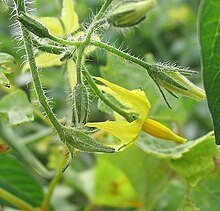 Tomat (Solanum lycopersicum)